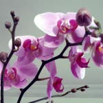 Damla