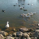 Burcu