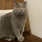 Menekşe