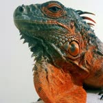 Ercan