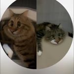 Mutlu