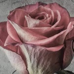 Umut