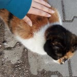 Tuğçe