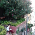 Gül