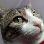 Ümit
