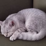 Serpil