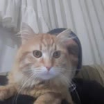 Kemal