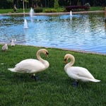 Doğuş