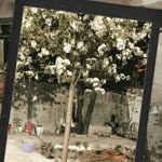 Zeynep